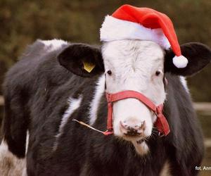 Fundacja Inter Pares prosi o pomoc. Brakuje siana dla koni