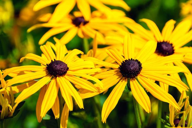 Rudbekia błyskotliwa