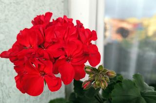Pelargonia czerowna