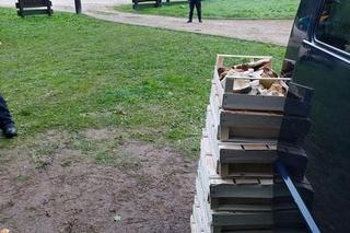 Najazd rumuńskich grzybiarzy na Podkarpaciu