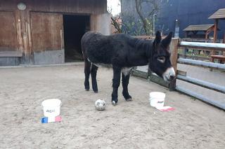 Zidane stawia na swoich. Wrocławski osiołek wytypował wynik meczu Polska - Francja [GALERIA]