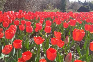 Tulipany w łódzkim botaniku