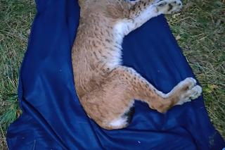 Odłowiony Ryś nadal jest w poważnym stanie. Prawdopodobnie uległ zatruciu [ZDJĘCIA]