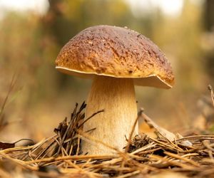 Najlepsze miejsca na zbiory grzybów Śląskiem