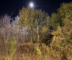 Bohaterski pies z Wrocławia uratował swojego 71-letniego pana