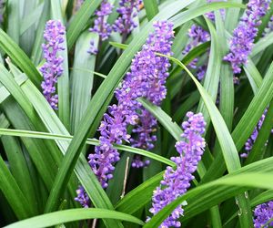 Liriope szafirkowata