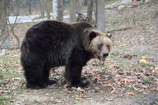 Niedźwiedzica Gienia obudziła się po 4,5 miesiącach
