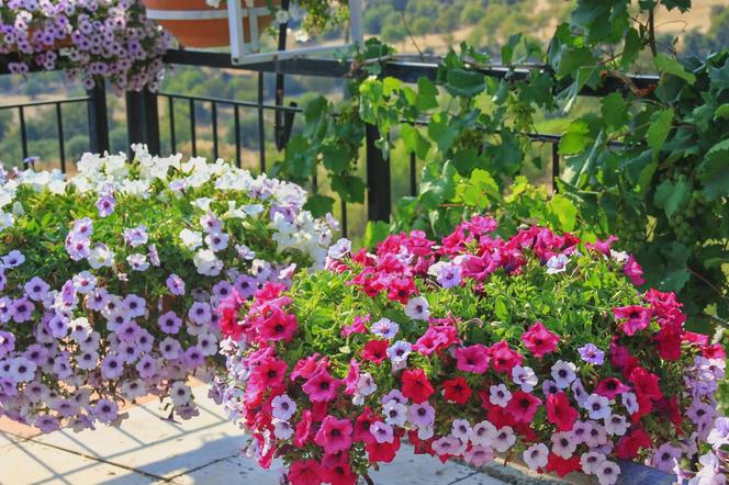 Najlepsze kwiaty na balkon
