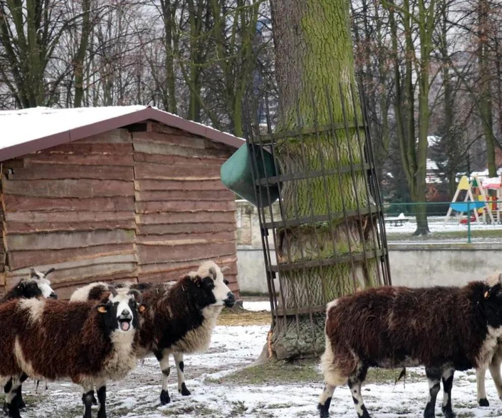 Żywa szopka bożonarodzeniowa w ZOO w Chorzowie. Są owce i kozy 