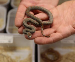 Egzotyczne zwierzęta w Lublinie. Hodowca węży: „Staram się oswajać wszystkich z tymi gadami”. ZDJĘCIA 