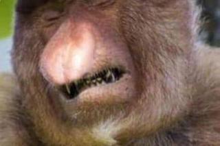 Nóż się w kieszeni otwiera i Janusz i szykuje się na grzyby! MEMY o grzybobraniu [GALERIA]