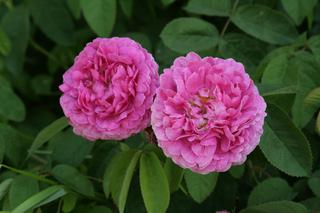 Róża damasceńska - Rosa damascena