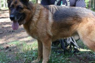 Schronisko dla zwierząt w Olsztynie oczami wolontariuszy