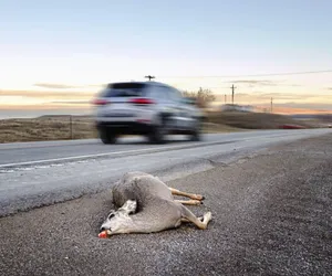 Zderzenie auta z jeleniem. Ciężko ranna pasażerka trafiła do szpitala