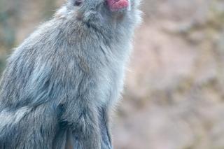 Śnieżne małpy w łódzkim ZOO. Zamieszkały w szczególnym miejscu