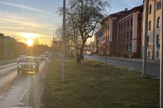 Dwa łosie spacerują po centrum Bydgoszczy. Trzeci zawędrował do Ostromecka, tam potracił go samochód