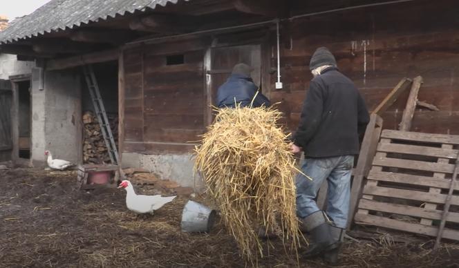 Rolnicy. Podlasie. Gienek i Andrzej karmią krowy. Sławek: Widać jaki tu porządek