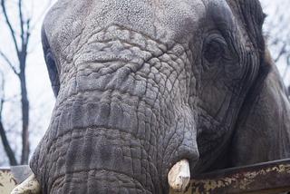 słoń słonie