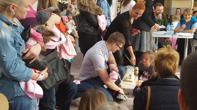 Miss i mister yorków w SCC