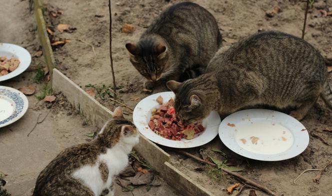 1000 zł za głowę kociego mordercy