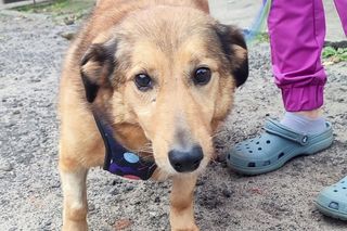 Aleksandrów Łódzki. Piesek Pimpuś potrzebuje pilnej pomocy. Zwróciła go rodzina adopcyjna