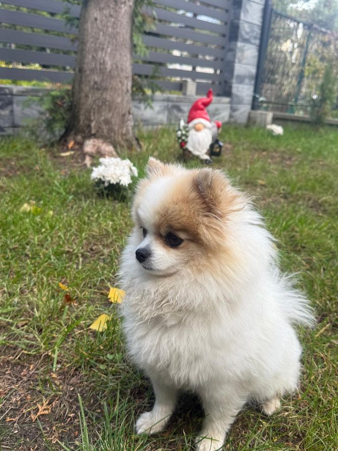 Daisy Najman, pies Marcina Najmana