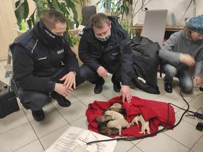 Ktoś WYRZUCIŁ NA MRÓZ 10 szczeniaków! Maleństwa CUDEM OCALAŁY! Policja szuka właściciela! 