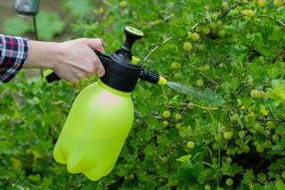 Rozsyp to wokół krzaczków agrestu, a latem podwoisz zbiory owoców. Nawożenie agrestu, dzięki któremu owocowanie będzie dwa razy większe. Domowa odżywka do agrestu