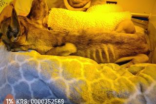 Influencerka i jej partner zagłodzili buldożkę Suzi. Sąd skazał ich na prace społeczne