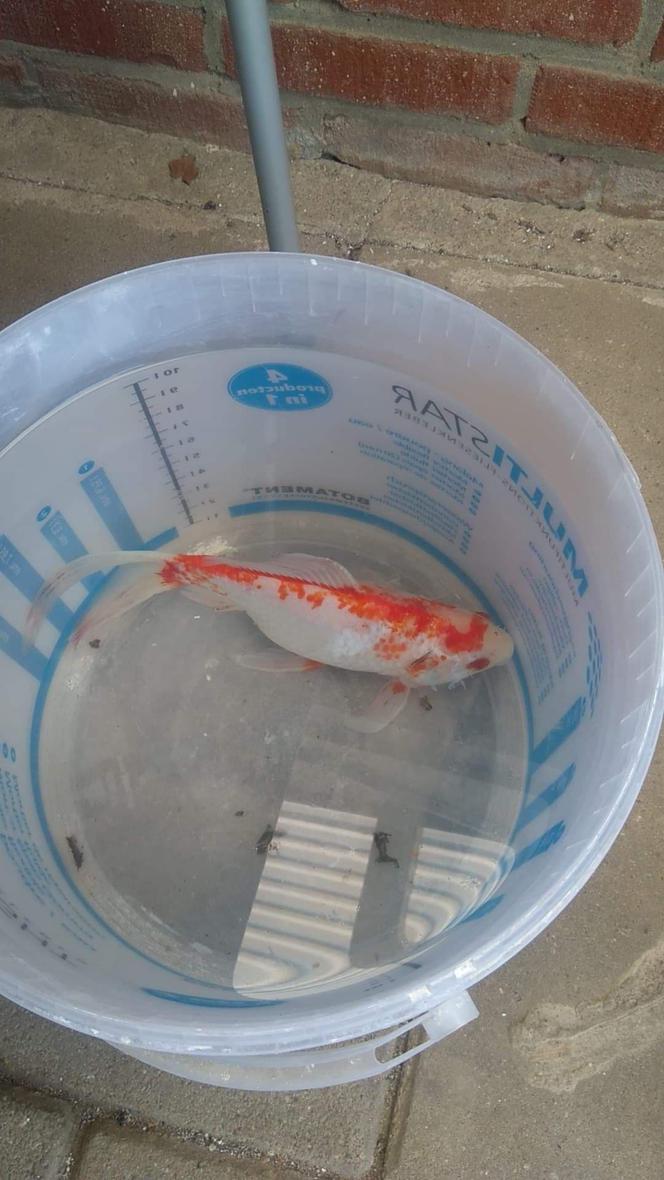 Rybka spadła z nieba