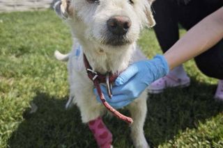  „Brudny i zaniedbany”. Kto przywiązał psa do drzewa? Policja pilnie szuka sprawcy