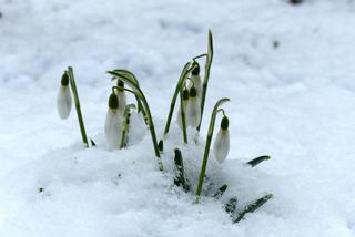 NADCIĄGA wiosna?! Śnieżycie i mrozy nam odpuszczą? Ma być kilkanaście stopni na plusie