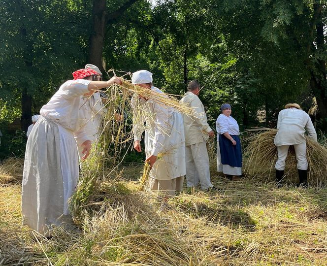 W Skansenie odbyły się retro żniwa, żęto żyto metodami pradziadków