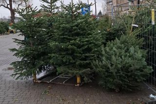 Choinki na targowisku w Lublinie