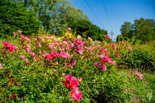 Rosarium w Parku Śląskim