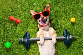 Fitness ze sztangą (body pump, magic bar): na czym polega i jakie daje efekty?
