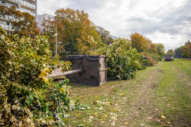 Przesadzanie drzew z pl. Powstańców Warszawy w Śródmieściu