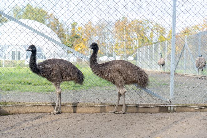 strusie emu