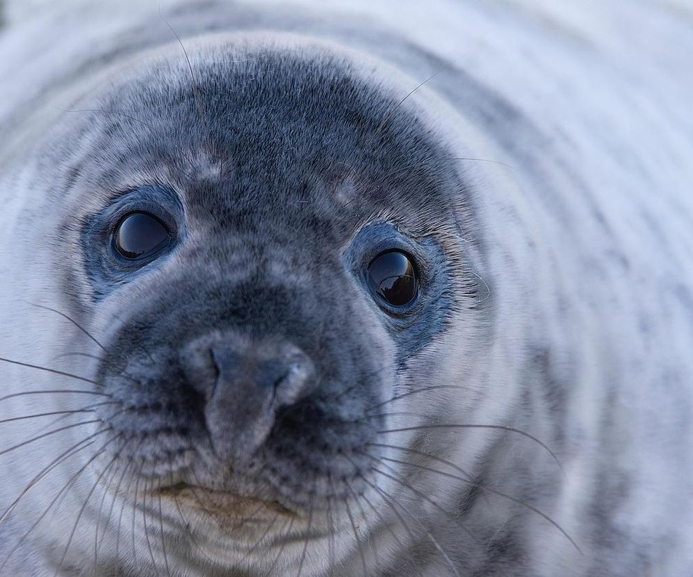 Ruszyli na pomoc małej foce