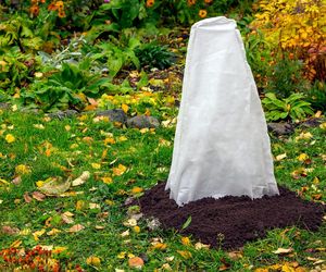 Jak skutecznie zabezpieczyć rośliny przed zimą?