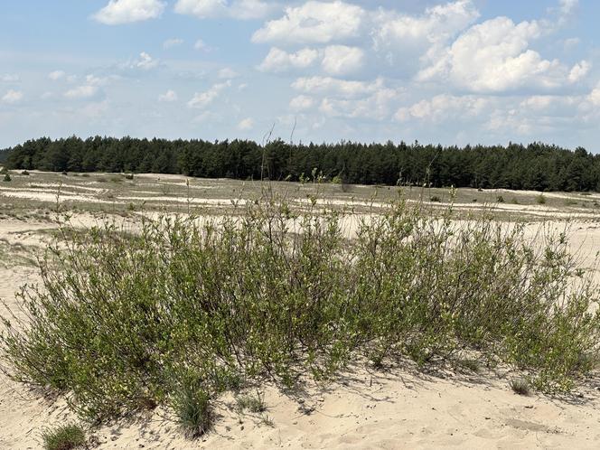 Największa pustynia w Europie leży w Małopolsce. „Róża Wiatrów” turystycznym hitem