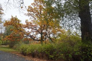 Park Sołacki w Poznaniu jesienią