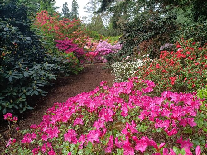 Arboretum Kórnickie - raj dla miłośników pięknych roślin