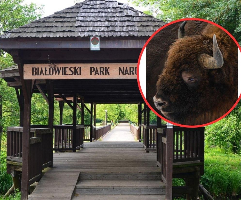 Białowieski Park Narodowy tłumaczy się z odstrzału zdrowego żubra. Ludzie oburzeni decyzją