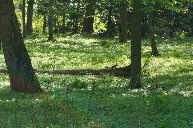 Wiosna na poznańskiej Cytadeli