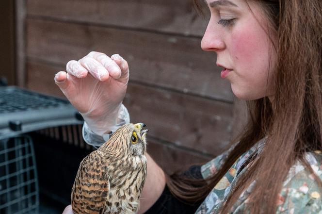 Nowość w autach poznańskiej Straży Miejskiej! To w trosce o najmniejsze zwierzaki 