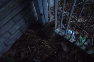 ​Nietypowa akcja strażników i strażaków z Leszna. Uratowali jeża uwięzionego w ogrodzeniu