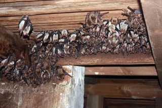 Nietoperze zamieszkały w szkole. To prawdziwa kolonia