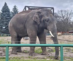 Chorzowskie zoo budzi się do życia ZDJĘCIA