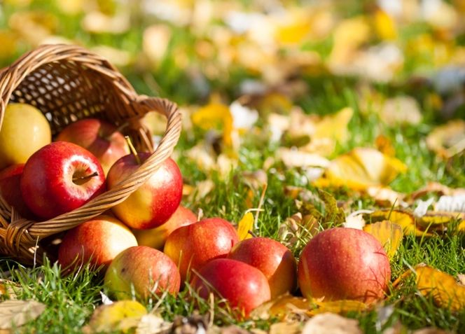 jablka-zbior-przechowywanie